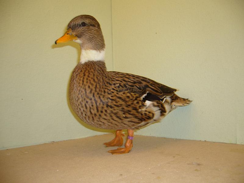 Munster 2009 374.jpg - Zwergente blau-wildfarbig von Alexander Baumhöfer